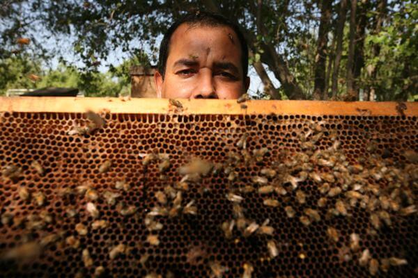 Sd 1111 bees 003 1